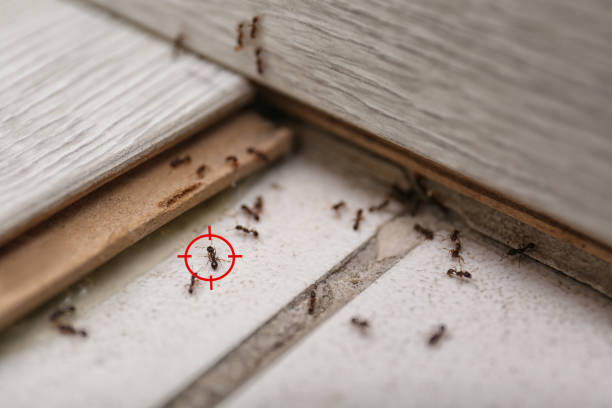 Best Pest Inspection Near Me  in Hope Valley, RI