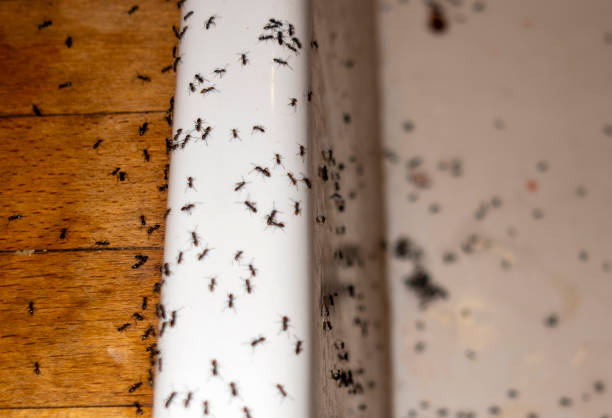 Best Best Pest Control Companies  in Hope Valley, RI